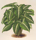 Phyllotnium Lindeni - Charles Antoine Lemaire — vy av konstverket
