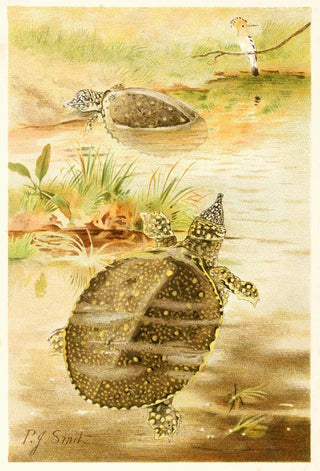 Pierre Jacques Smit - Soft river tortoises.webp
