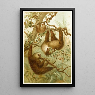 Pierre Jacques Smit - The twotoed Sloth.webp