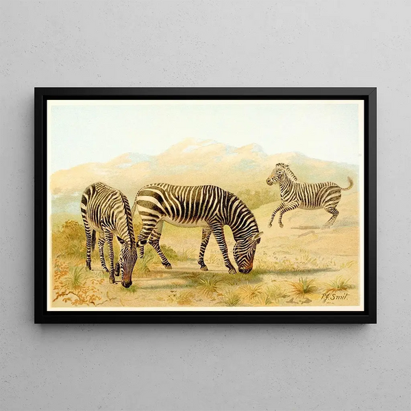 Pierre Jacques Smit - Zebra.webp