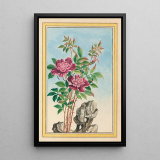 Pierre Joseph Buchoz - Plantes de Chine Pl001.webp