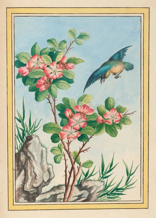 Pierre Joseph Buchoz - Plantes de Chine Pl045.webp