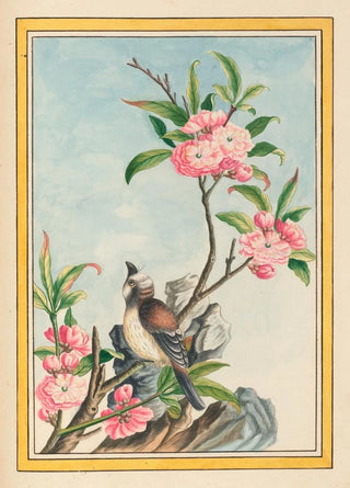 Pierre Joseph Buchoz - Plantes de Chine Pl047.webp