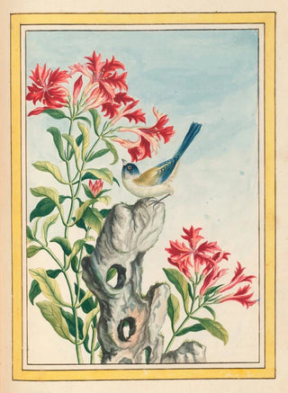 Pierre Joseph Buchoz - Plantes de Chine Pl055.webp