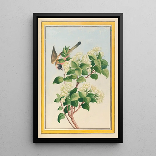 Pierre Joseph Buchoz - Plantes de Chine Pl059.webp