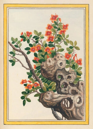 Pierre Joseph Buchoz - Plantes de Chine Pl066.webp