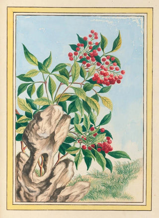 Pierre Joseph Buchoz - Plantes de Chine Pl089.webp