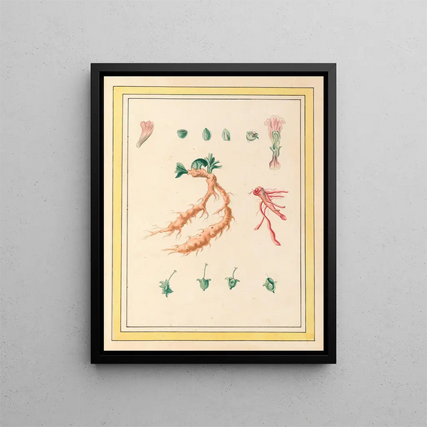 Pierre Joseph Buchoz - Plantes de Chine Pl101.webp
