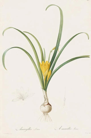 Pierre Joseph Redout - Amaryllis lutea.webp