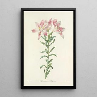 Pierre Joseph Redout - Choix des plus belles fleurs pl 003.webp