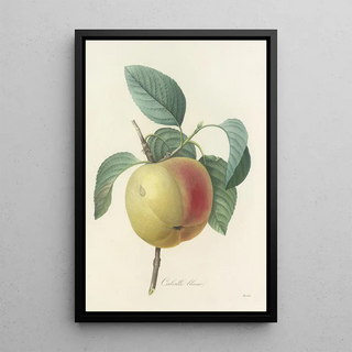 Pierre Joseph Redout - Choix des plus belles fleurs pl 014.webp