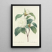 Val av de vackraste blommorna pl 017 - Pierre Joseph Redouté — inramlat konstverk på väggen