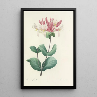 Pierre Joseph Redout - Choix des plus belles fleurs pl 023.webp