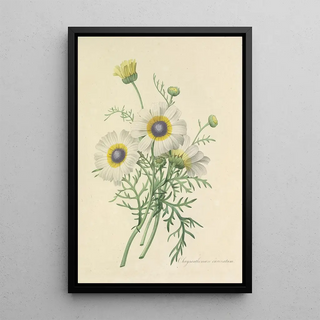 Pierre Joseph Redout - Choix des plus belles fleurs pl 024.webp