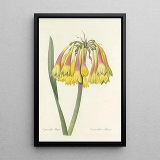 Pierre Joseph Redout - Choix des plus belles fleurs pl 030.webp