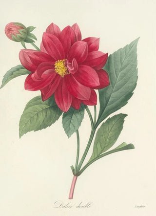 Pierre Joseph Redout - Choix des plus belles fleurs pl 032.webp