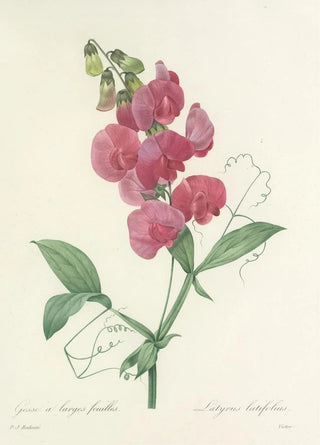 Pierre Joseph Redout - Choix des plus belles fleurs pl 038.webp
