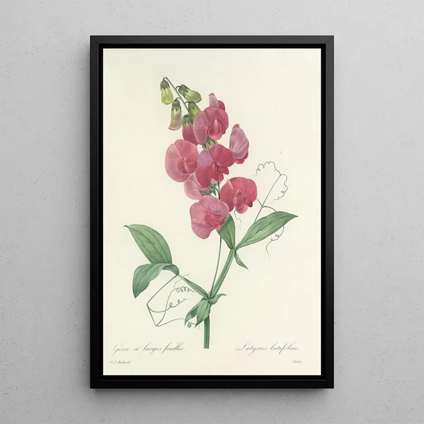 Choix des plus belles fleurs pl 038 - Pierre Joseph Redouté — inramlat konstverk på väggen