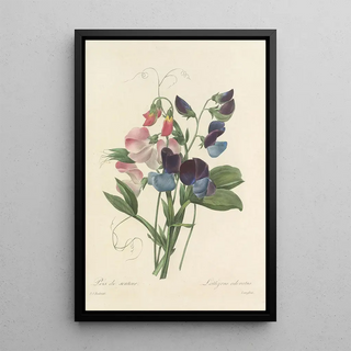 Pierre Joseph Redout - Choix des plus belles fleurs pl 039.webp