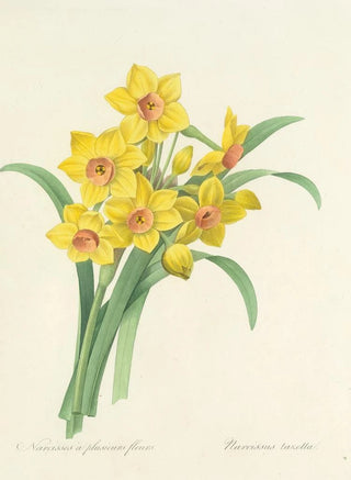 Pierre Joseph Redout - Choix des plus belles fleurs pl 052.webp