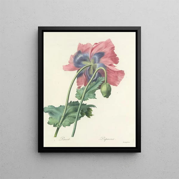 Pierre Joseph Redout - Choix des plus belles fleurs pl 063.webp