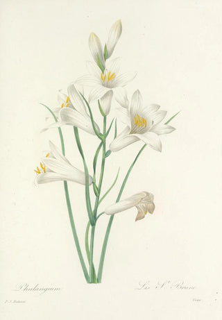 Pierre Joseph Redout - Choix des plus belles fleurs pl 069.webp