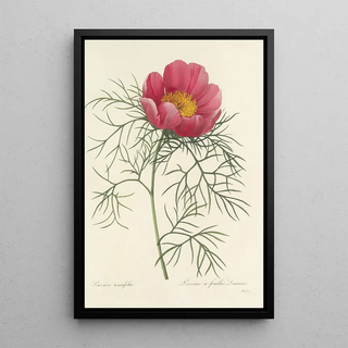 Pierre Joseph Redout - Choix des plus belles fleurs pl 073.webp