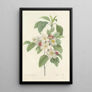 Pierre Joseph Redout - Choix des plus belles fleurs pl 079.webp