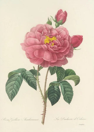 Pierre Joseph Redout - Choix des plus belles fleurs pl 090.webp