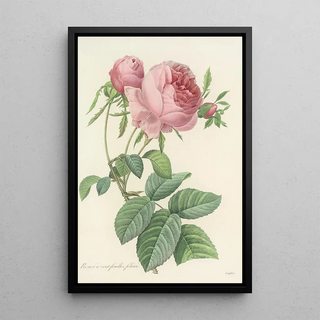 Pierre Joseph Redout - Choix des plus belles fleurs pl 099.webp