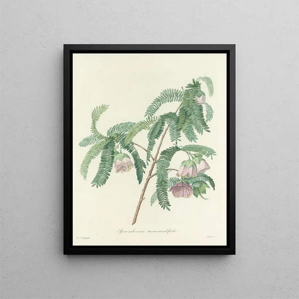 Pierre Joseph Redout - Choix des plus belles fleurs pl 103.webp