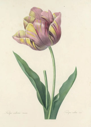 Pierre Joseph Redout - Choix des plus belles fleurs pl 109.webp