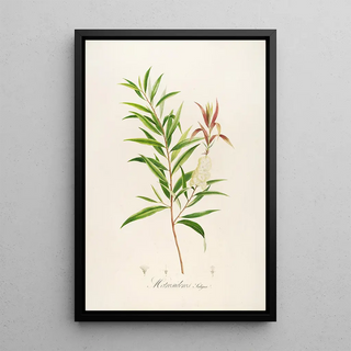 Pierre Joseph Redout - Description des plantes rares cultivees a Malmaison et a Navarre Pl04.webp