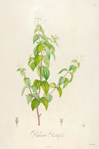 Pierre Joseph Redout - Description des plantes rares cultivees a Malmaison et a Navarre Pl26.webp