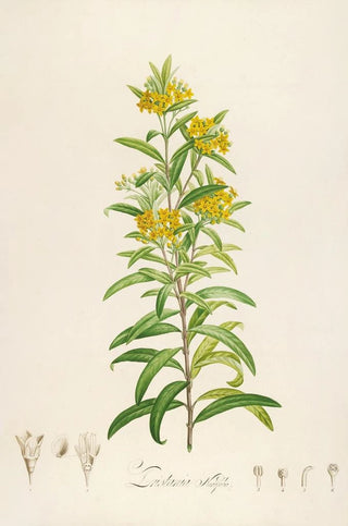 Pierre Joseph Redout - Description des plantes rares cultivees a Malmaison et a Navarre Pl30.webp