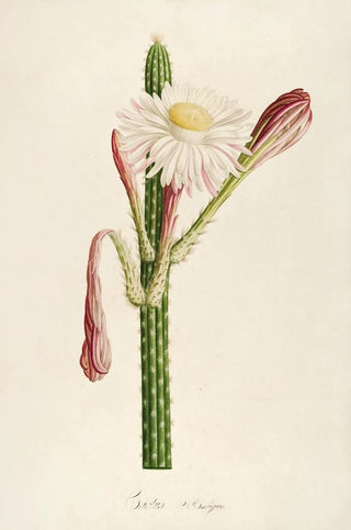 Pierre Joseph Redout - Description des plantes rares cultivees a Malmaison et a Navarre Pl36.webp