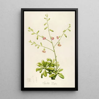 Pierre Joseph Redout - Description des plantes rares cultivees a Malmaison et a Navarre Pl37.webp