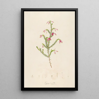 Pierre Joseph Redout - Description des plantes rares cultivees a Malmaison et a Navarre Pl38.webp