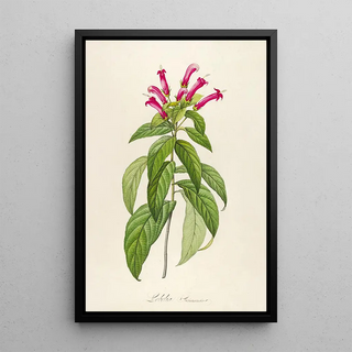 Pierre Joseph Redout - Description des plantes rares cultivees a Malmaison et a Navarre Pl39.webp