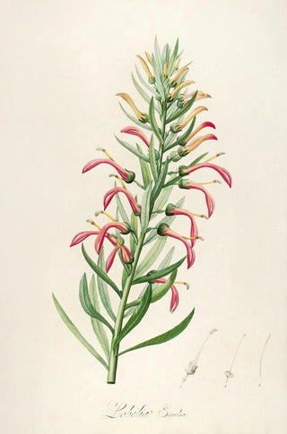 Pierre Joseph Redout - Description des plantes rares cultivees a Malmaison et a Navarre Pl46.webp