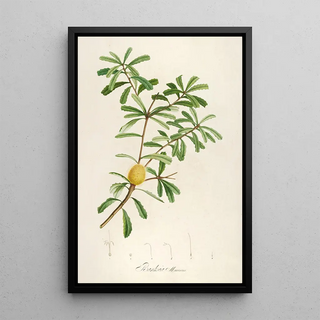 Pierre Joseph Redout - Description des plantes rares cultivees a Malmaison et a Navarre Pl48.webp