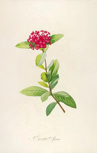 Pierre Joseph Redout - Description des plantes rares cultivees a Malmaison et a Navarre Pl49.webp