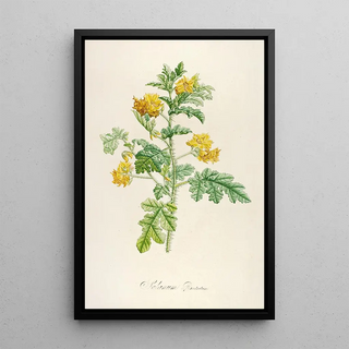 Pierre Joseph Redout - Description des plantes rares cultivees a Malmaison et a Navarre Pl56.webp