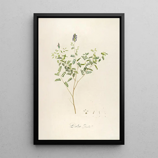 Pierre Joseph Redout - Description des plantes rares cultivees a Malmaison et a Navarre Pl58.webp