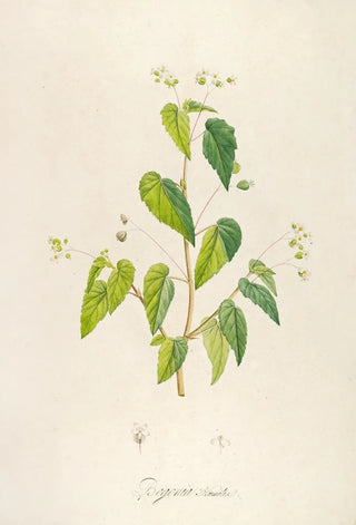 Pierre Joseph Redout - Description des plantes rares cultivees a Malmaison et a Navarre Pl62.webp