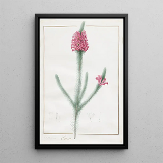 Pierre Joseph Redout - Erica Fulgida.webp