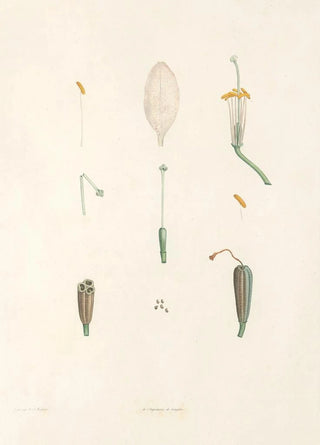 Pierre Joseph Redout - La botanique de J J Rousseau Pl 02.webp