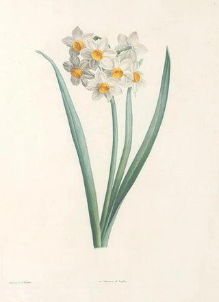 Pierre Joseph Redout - La botanique de J J Rousseau Pl 05.webp