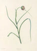 La botanique de J. J. Rousseau Pl 07 - Pierre-Joseph Redouté — vy av konstverket