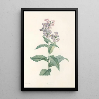 Pierre Joseph Redout - La botanique de J J Rousseau Pl 09.webp